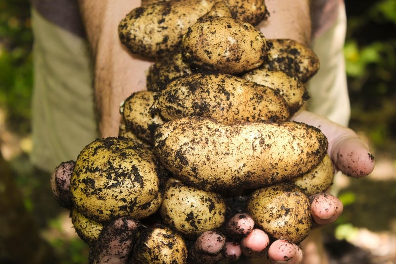 Best Soil Mixes